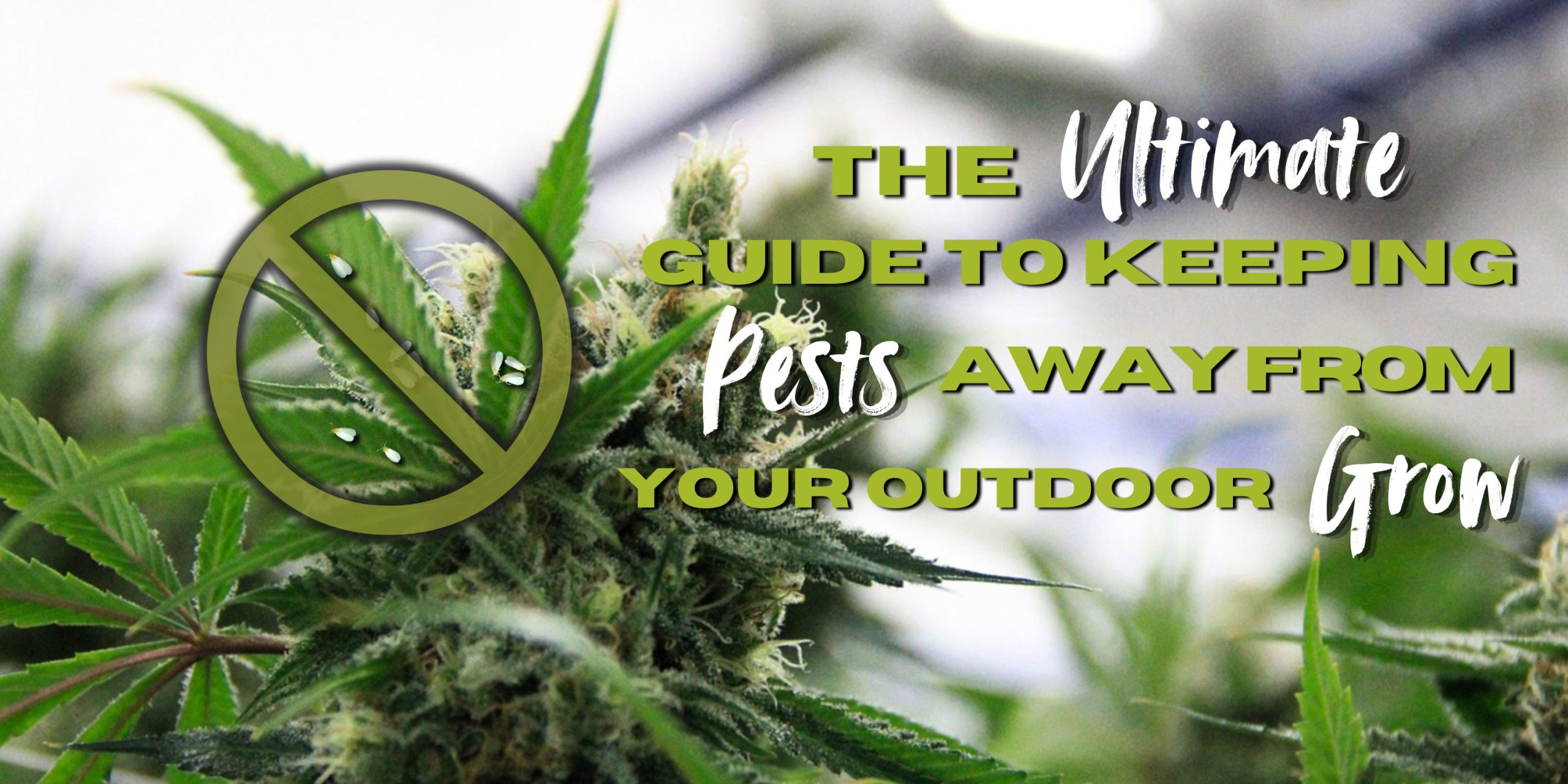 The Ultimate Guide to Keeping Pests Away From Your Outdoor Grow
